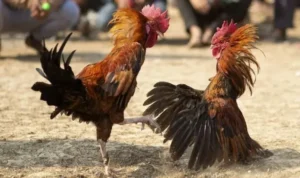 Bí Quyết Chơi Đá Gà WS168 Tại SODO Thắng Lớn Từ Cao Thủ 1 Đá Gà WS168 Tại SODO